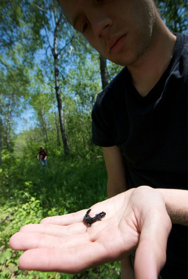 Biologists don&#39;t hike without a bit of herping...Marcus Beck uncovered a blue spotted salamander. (photo by Jacob Osborne) - screen-shot-2011-07-24-at-9-53-49-am